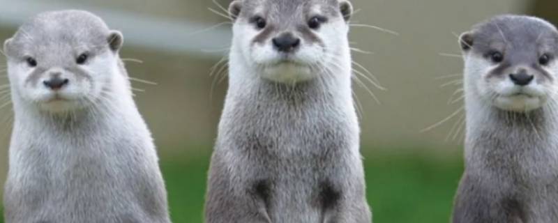 海獭可以当宠物吗 海獭能不能当宠物