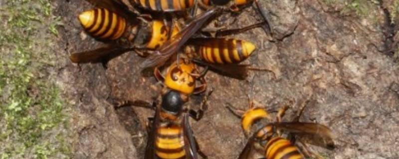 金环胡蜂喜欢什么气味 金环胡蜂的毒性有多强