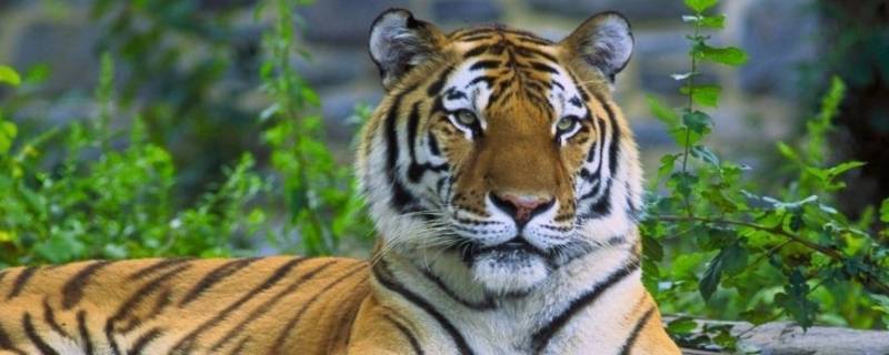 虎类动物有哪些 虎属于哪一类动物