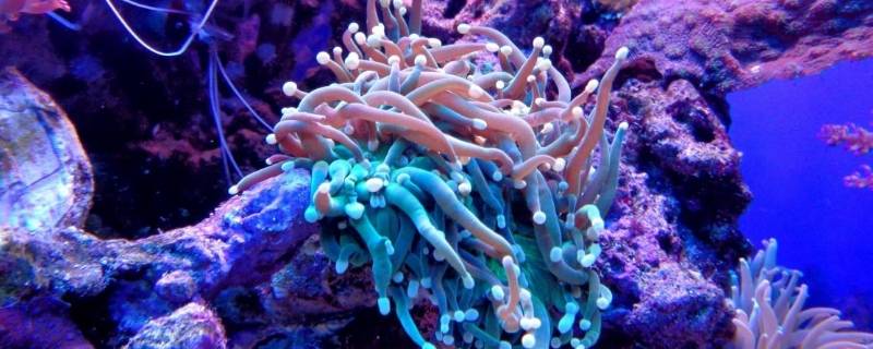 珊瑚属于生物吗 珊瑚属于生物吗为什么