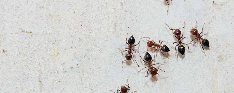 怎么消灭家里的蚂蚁（家庭防治蚂蚁最有效的方法）