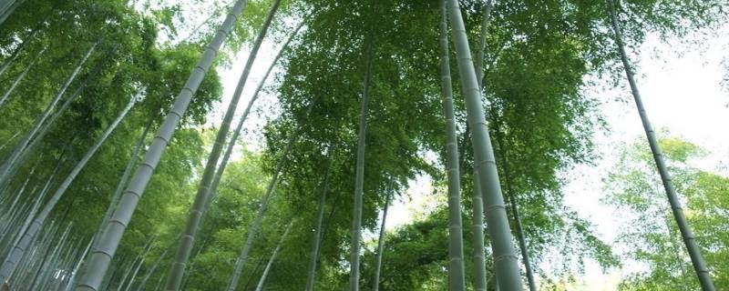 竹子的品质像什么人 竹子的品质像什么人什么事例