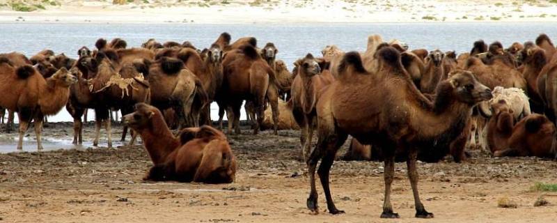 野生骆驼群在中国的什么地方 中国的野骆驼种群在什么地方