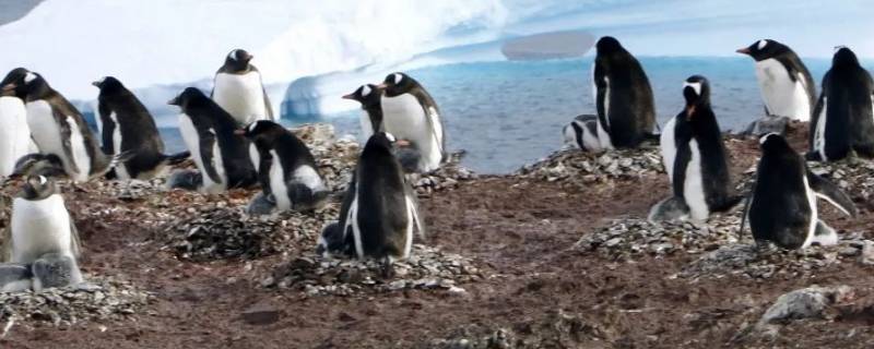 地球上的企鹅全部分布在南半球吗 地球上的企鹅全部分布在南半球吗不是