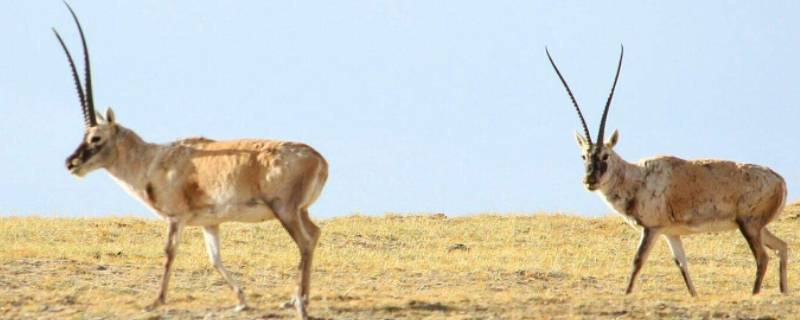 藏羚羊是几级保护动物 藏羚羊属于我国几级保护动物