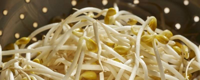 豆芽白色的部分是什么 豆芽的细长的白色的芽是什么