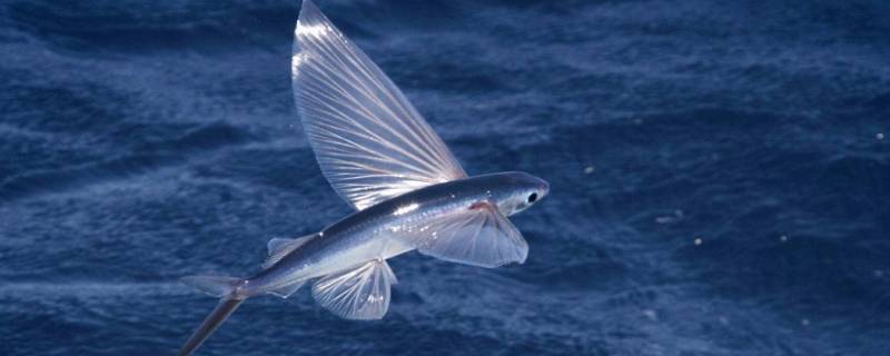 海中存不存在会飞的鱼 海中是否存在会飞的鱼