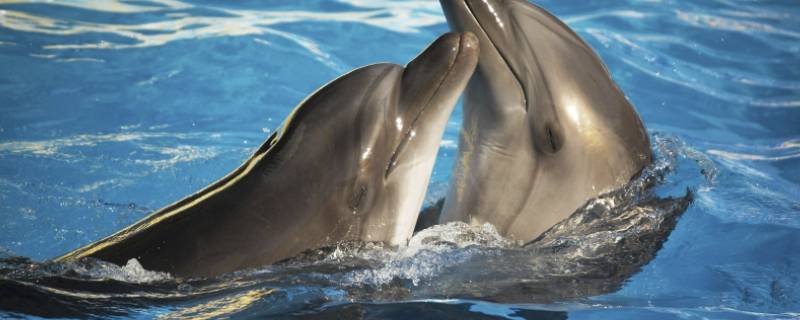 海豚如何繁衍 海豚如何繁衍后代