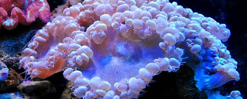 珊瑚虫是腔肠动物吗（珊瑚是腔肠动物吗?）