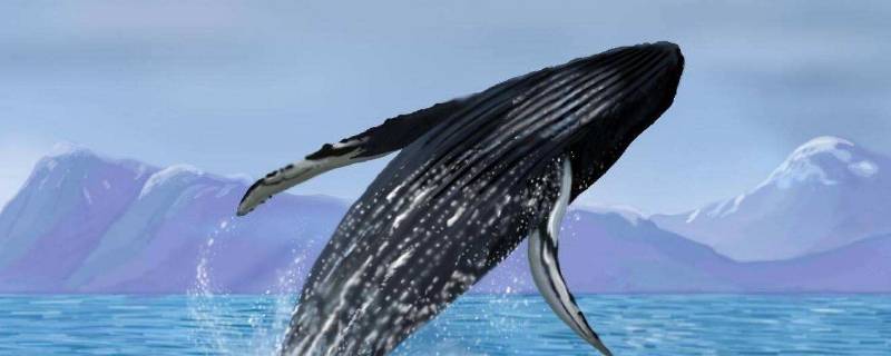 鲸鱼搁浅的原因（鲸鱼搁浅的原因记者应该问什么问题）