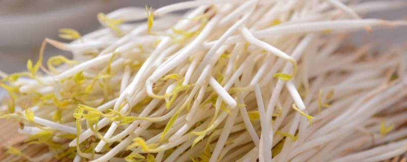 豆芽是怎样生长的 豆芽是怎样生长的作文