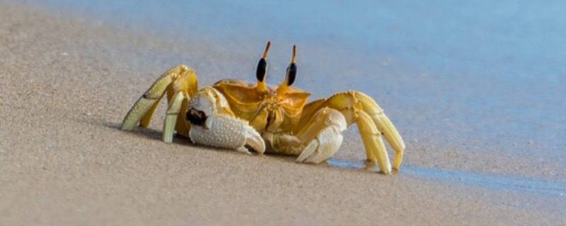 小螃蟹吃什么食物（刚出生的小螃蟹吃什么食物）