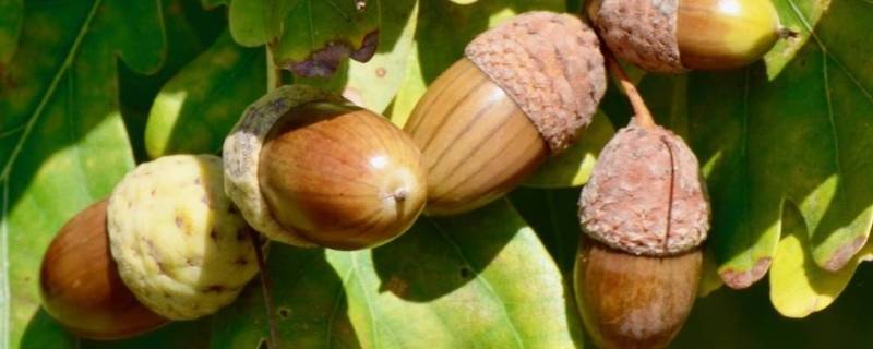 橡子能吃吗 橡子能吃吗?图片
