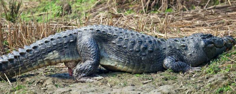 短吻鳄除我国以外还分布在哪个国家 短吻鳄除我国以外还分布在哪个国家森林驿站