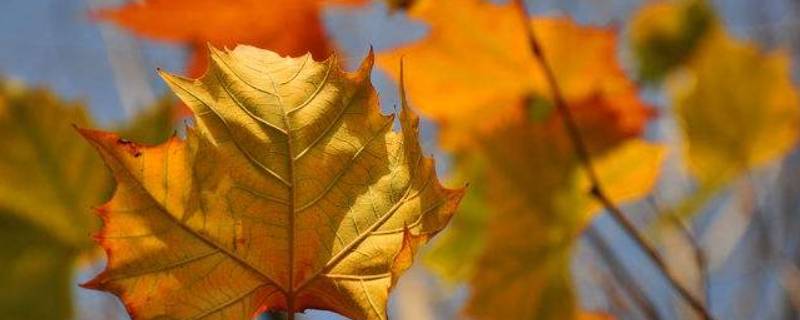 秋天为什么树叶会变黄 秋天为什么树叶会变黄?
