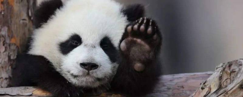 熊猫多重 刚出生的大熊猫多重