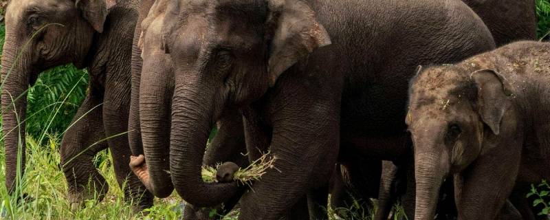 一般情况下亚洲象喜欢独居还是群居 一般情况下亚洲象喜欢独居还是群居生活