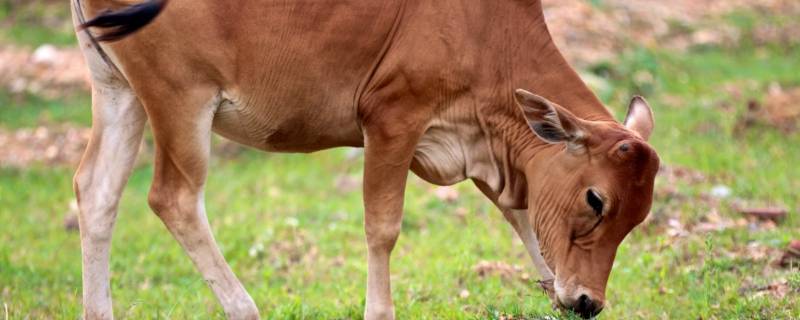 牛的尾巴有什么特点 牛的尾巴有什么特点和作用