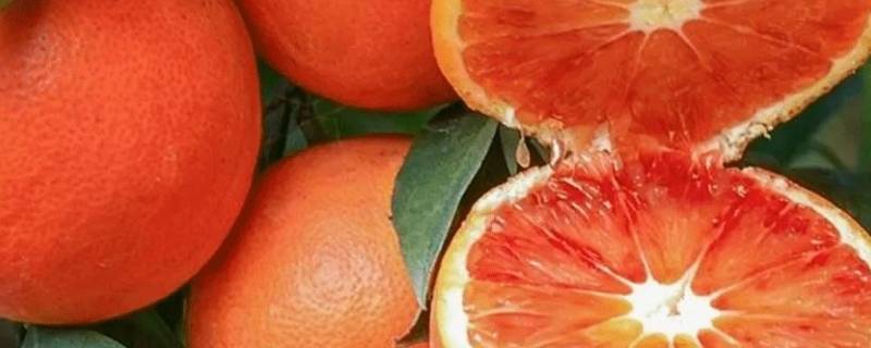 血橙是几月份的水果 血橙是什么时候的水果