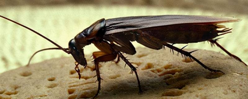 杀虫剂可以杀死蟑螂吗 房间喷杀虫剂可以杀死蟑螂吗