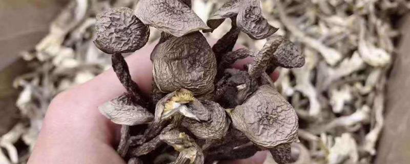 干蘑菇用热水泡还是用冷水泡 干蘑菇用热水泡还是用冷水泡更鲜