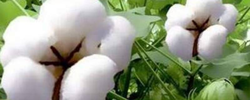 长绒棉是纯棉吗（水洗新疆长绒棉是纯棉吗）