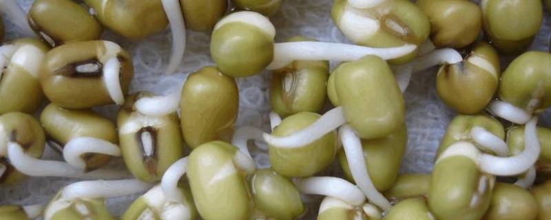 家庭发绿豆芽的简单方法 家庭发绿豆芽的步骤?