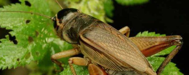 蟋蟀和蟑螂的区别 螳螂蟑螂蟋蟀的区别是什么