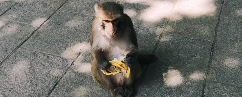 猴子吃香蕉为什么要张嘴 小猴子吃香蕉的动作