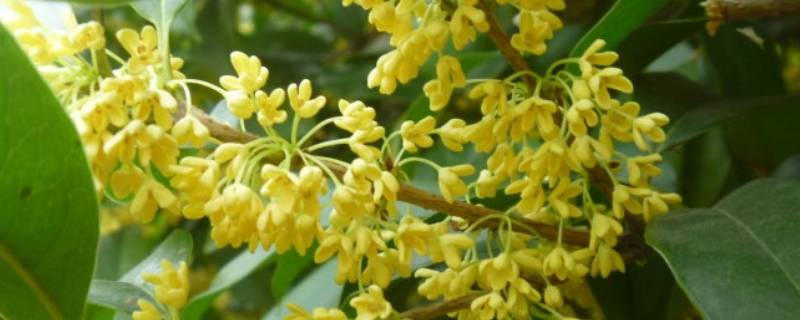 桂花可以做什么糕点（桂花可以做成什么样的糕点）