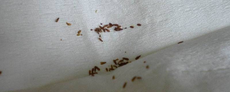 书虱是自己长出来的吗 书虱是自己长出来的吗会啃木质床板嘛