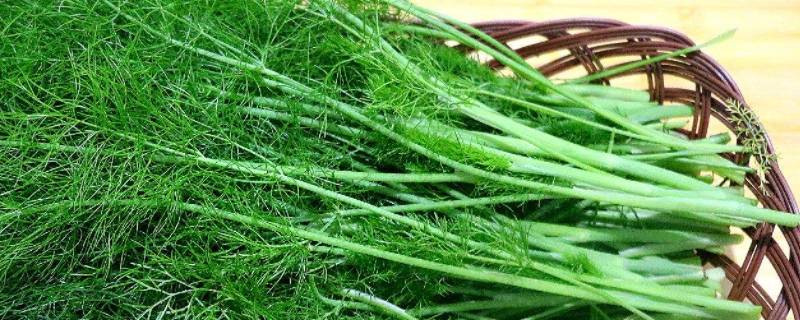 茴香菜是什么样子的（小茴香菜是什么味道的）