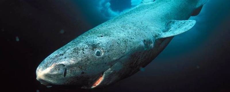 格陵兰睡鲨能活多久 格陵兰睡鲨能活多长时间
