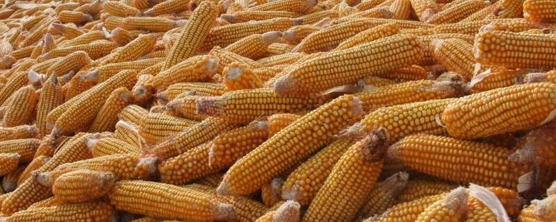 山东玉米几月份成熟 山东玉米多少天成熟可以收