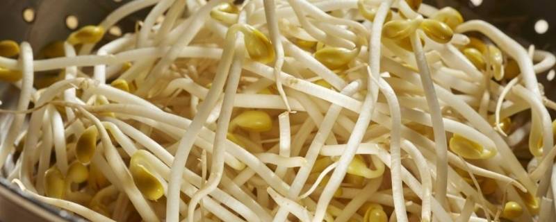 豆芽可以放几天（发好的绿豆芽可以放几天）