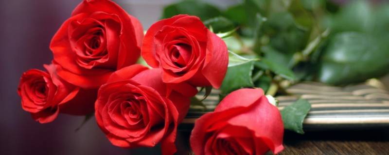 红玫瑰花语是什么意思 白玫瑰花语是什么意思