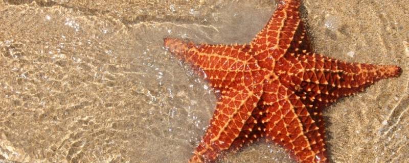 海星的天敌（长棘海星的天敌）