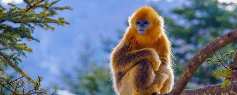 为什么金丝猴比普通猴子温顺 金丝猴比普通猴子温顺吗
