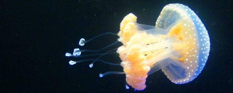 浮游生物有哪些 常见的浮游生物有哪些