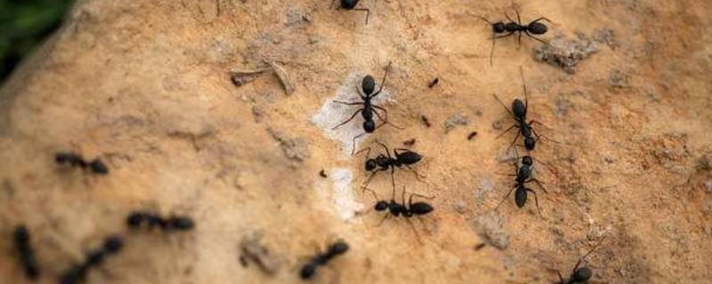 怎么杀死车缝隙里面的蚂蚁 车门缝里有蚂蚁怎么处理