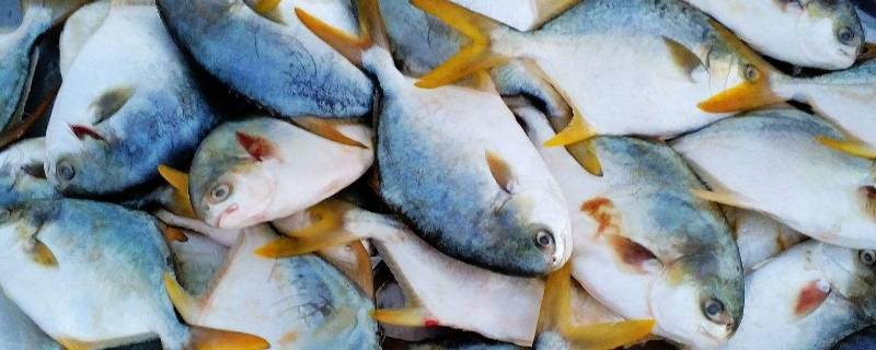 鲳鱼有几个品种 鲳鱼有多少个品种