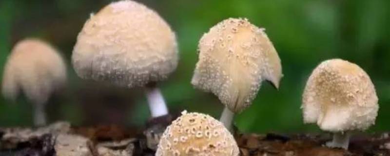 东北蘑菇种类 东北蘑菇种类大全