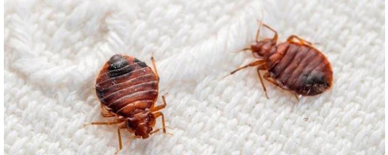 床上常见的虫子 家里床上常见的虫子
