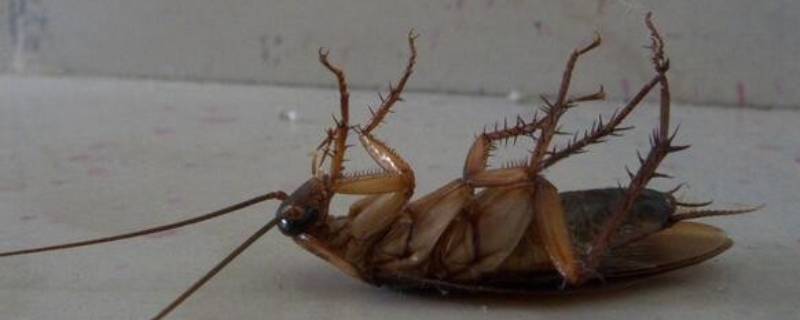 蟑螂臭不臭 蟑螂臭不臭?