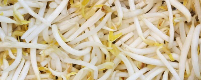 豆芽怎么保存的时间久 豆芽保存多久