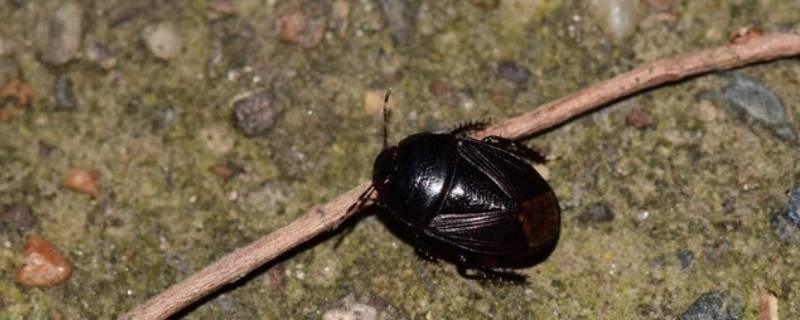 家里常出现的黑壳虫有哪些 家里黑色壳虫