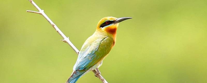 大自然中有哪些鸟 大自然中有哪些鸟儿的声音