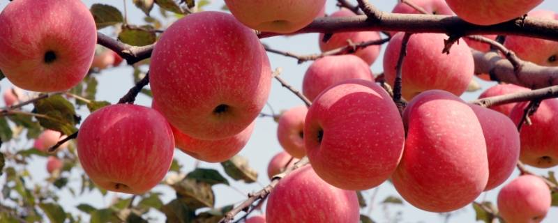 洛川苹果几月份成熟 洛川苹果几月份成熟期