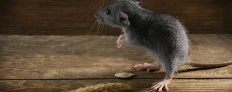 老鼠不吃东西能活多久（一只老鼠不吃东西能活多久）
