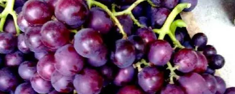 长葡萄叫什么名字紫色 紫色的长长的葡萄叫什么葡萄